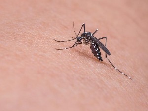 Пожаревљанка заражена вирсом Западног Нила нема симптоме