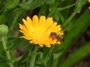 Само пчеле праве мед, цветни мед је апотека здравља