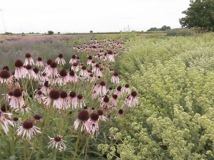 Башта знања Института „Др Јосиф Панчић“ баштини знање већ седам и по деценија