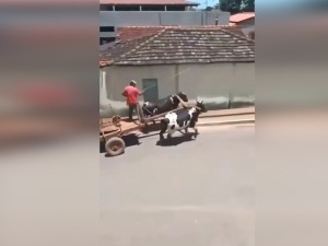 Сеоски Бен Хур