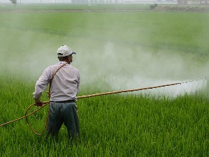 Откуд хербициди у људском урину и како утичу на здравље