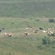 Војска помаже Пештерцима да лакше напајају стоку током лета