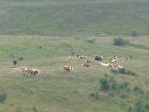 Војска помаже Пештерцима да лакше напајају стоку током лета