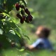 Производња купина неисплатива, откупљивачи обарају цену?