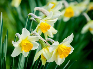  1001 Траг - Увенуће нарцис бели - Шабан Шаулић 