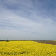 	Фолдер Србија: Врабац Гочко