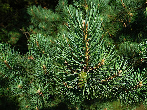  1001 Траг - Девојка је зелен бор садила - Соња Перишић 