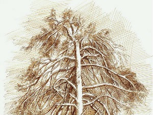 Величанствени бор