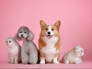 Шта са кућним љубимцем док сте на одмору?