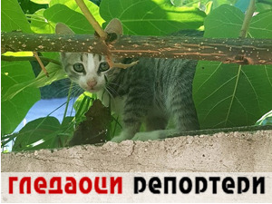 Гледаоци репортери (10. август 2022)