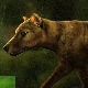 Научници припремају васкрсење тасманијског тигра