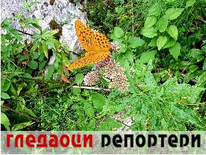 Гледаоци репортери (30. август 2022)