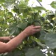 Берба корнишона у трстеничком крају
