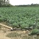 Сече се купус и спрема Купусијада у Мрчајевцима