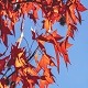 Јесењи музички маратон 202: Лето или јесен?