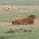Како се горштаци са Пештерске висоравни припремају за зиму сличну сибирској