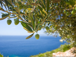 Јурицa Павичић: Књига о југу