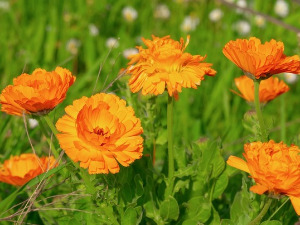  1001 Траг - Ај невен вене - Јелена Дејановић 