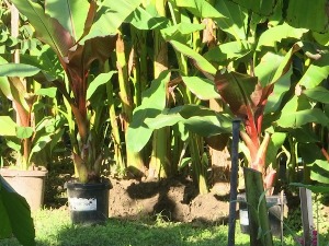 Ако сте одлучили да гајите банане, сада је време да их припремите за зиму