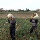 Произвођачи бундеве из Опова задовољни квалитетом, али не и количинама због сушне године 