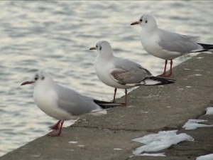 Галебови и морски и домаћи прелећу Београд у коме и живе