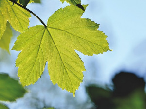  1001 Траг - Ој, јаворе, јаворе - Вера Ивковић 