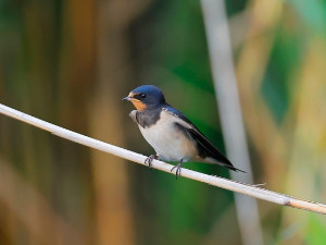 1001 Траг - Једна ласта не чини пролеће - Шабан Шаулић 