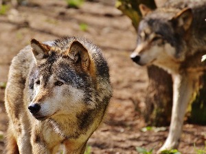 Пејнтбол пиштољима на вукове како би почели да се поново плаше људи