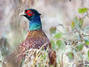 Птице у фокусу