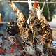 Пронађен најстарији доказ о томе како су и када људи почели са кувањем хране  