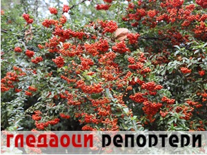Гледаоци репортери (19. новембар 2022)