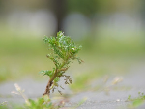  1001 Траг - Море бел пелине - Василија Радојчић 