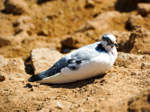  1001 Траг - Долетеће бели голуб - Данка Стојиљковић 