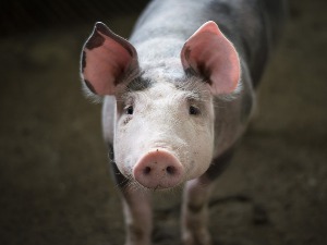 Зашто свиње у солитеру некога радују - а друге озбиљно забрињавају