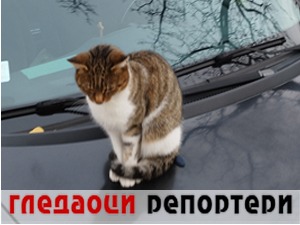 Гледаоци репортери (27. новембар 2022)