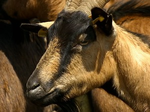 Изнајмите козу и будите пастир из удобности сопственог дома