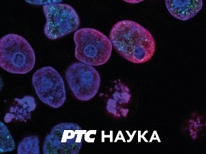 Београдско благо:	 Југословенска кинотека