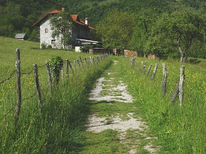  1001 Траг - Чија ли је тараба - Миодраг Миле Богдановић 