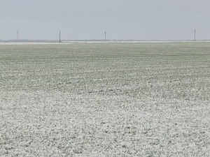 Како први снег утиче на пшеницу у средњем Банату?