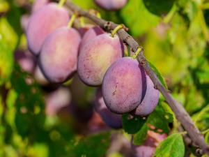  1001 Траг - Дај ми чашу ракије - Славко Перовић 