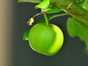  1001 Траг - У Призрену зелена јабука - Ранко Шемић 