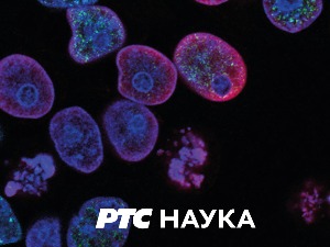 Нови српски умови:	 Резистенција на антибиотике