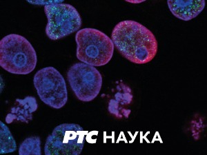 Нови српски умови:	 Друмска стрела