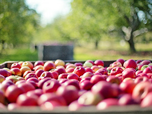  1001 Траг - Јутрос берем јабуке - Нестор Габрић 