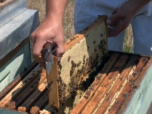 Од фараона до фалсификата - мед није обична, већ биолошки активна храна и лек