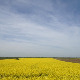 Фолдер Србија: Шљива џенерика