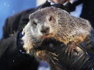 Мрмот Фил предвиђа још шест недеља зиме