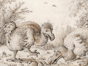 Компанија за генетски инжењеринг покушава да птицу додо „врати у живот“  