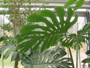 За тропски угођај у стану, а без много труда, гајите монстеру делициозу