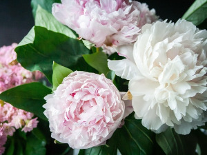  1001 Траг - Косовски божурови - Јордан Николић 